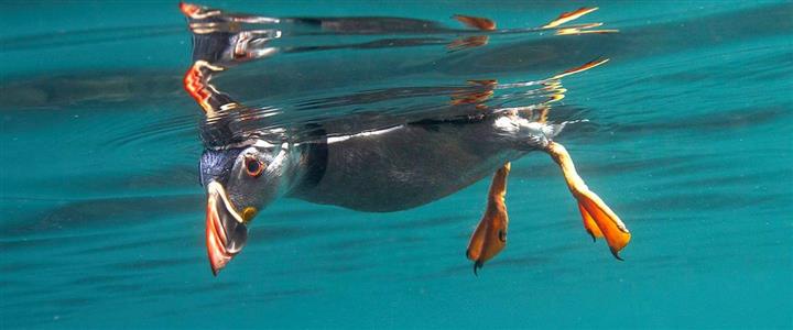 Snorkelling Skomer & Skokholm